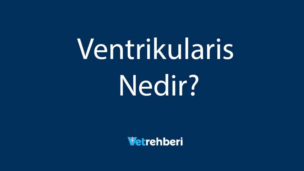 Ventrikularis Nedir?