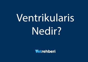 Ventrikularis Nedir?