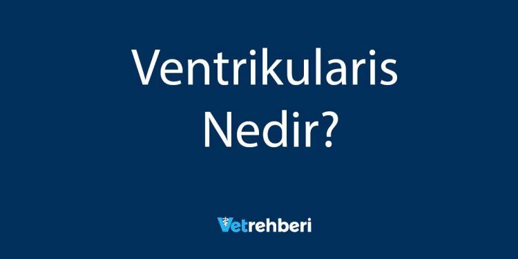 Ventrikularis Nedir?