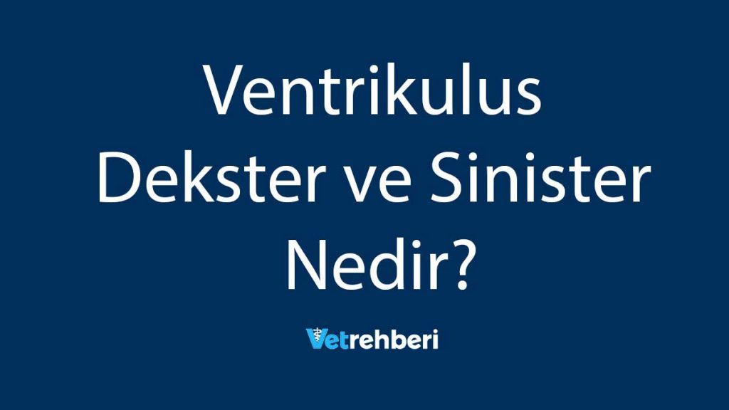 Ventrikulus Dekster ve Sinister Nedir?