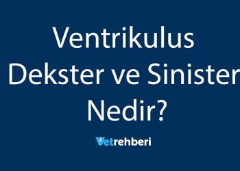 Ventrikulus Dekster ve Sinister Nedir?