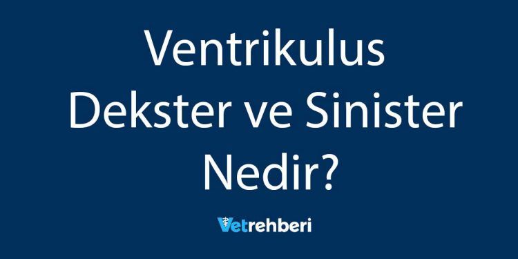 Ventrikulus Dekster ve Sinister Nedir?