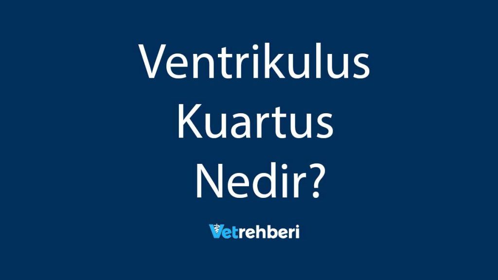 Ventrikulus Kuartus Nedir?