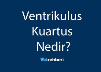 Ventrikulus Kuartus Nedir?