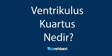 Ventrikulus Kuartus Nedir?