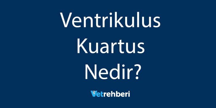 Ventrikulus Kuartus Nedir?