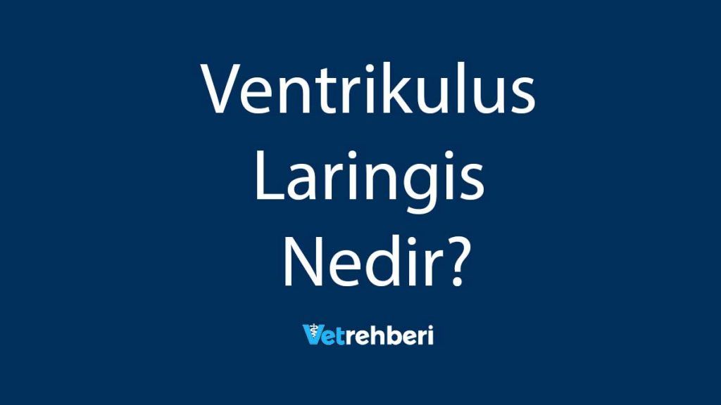 Ventrikulus Laringis Nedir?