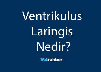 Ventrikulus Laringis Nedir?