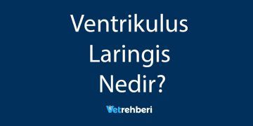 Ventrikulus Laringis Nedir?