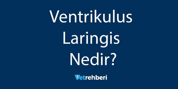 Ventrikulus Laringis Nedir?