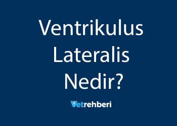 Ventrikulus Lateralis Nedir?