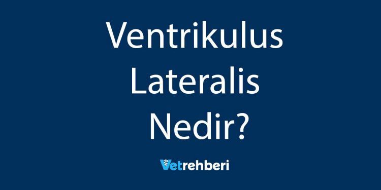 Ventrikulus Lateralis Nedir?