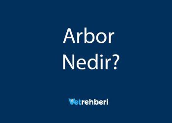 Arbor Nedir?