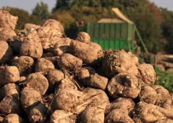 Artıkların Yem Olarak Değerlendirilmesi