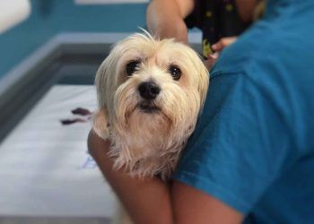 Dünya Veteriner Hekimler Günü 2022 – Tema Duyurusu