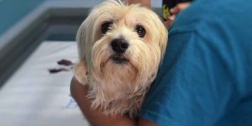 Dünya Veteriner Hekimler Günü 2022 – Tema Duyurusu