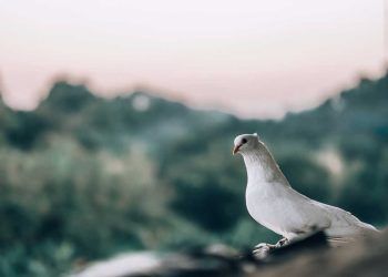 Güvercin ve Güvercinlerin Barınak Özellikleri