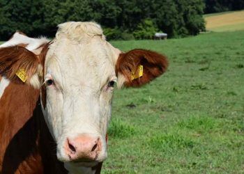 İneklerde Yaz Kanaması