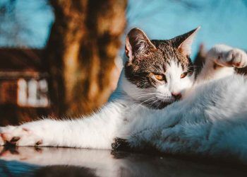 Kediler Neden Koku Bırakır?