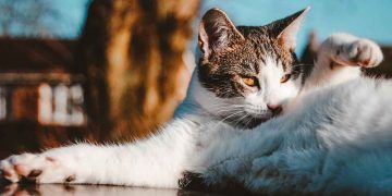 Kediler Neden Koku Bırakır?