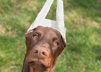 Köpeklerde Kuyruk ve Kulak Kesimi Yasak ve Suçtur!