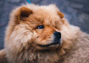 Köpeklerde Patella Luksasyonu