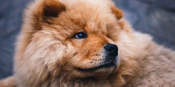 Köpeklerde Patella Luksasyonu