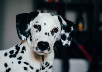 Köpeklerde Ürolitiyazis Hastalığı (Canine Urolithiasis)