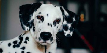 Köpeklerde Ürolitiyazis Hastalığı (Canine Urolithiasis)