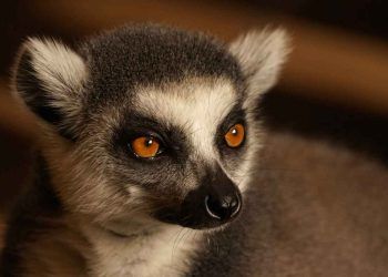 Prosimian ve Özellikleri (Primat)