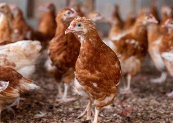 Tavuklarda Kullanılan Aşılar ve Aşılama Kuralları