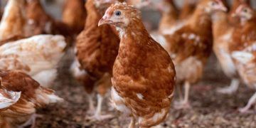 Tavuklarda Kullanılan Aşılar ve Aşılama Kuralları