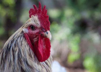 Tavukların Kökeni ve Sınıflandırılması