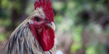 Tavukların Kökeni ve Sınıflandırılması