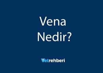 Vena Nedir?