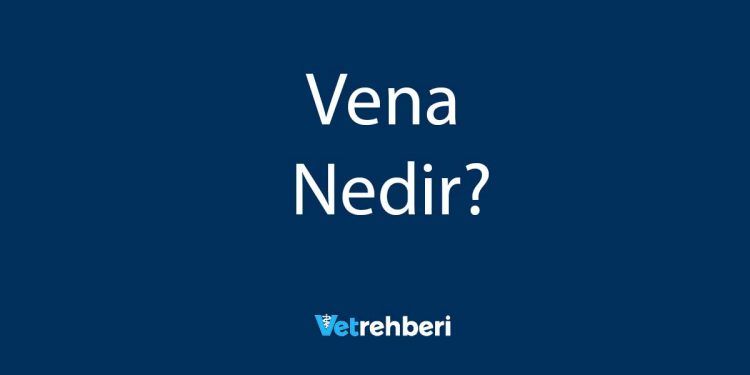 Vena Nedir?