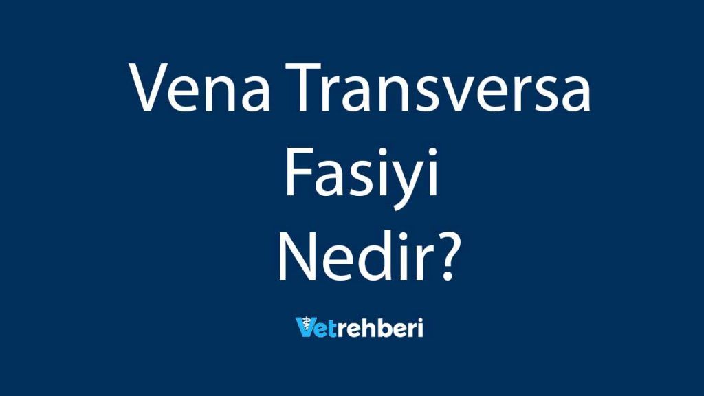 Vena Transversa Fasiyi Nedir?