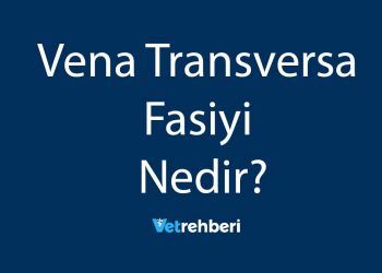 Vena Transversa Fasiyi Nedir?