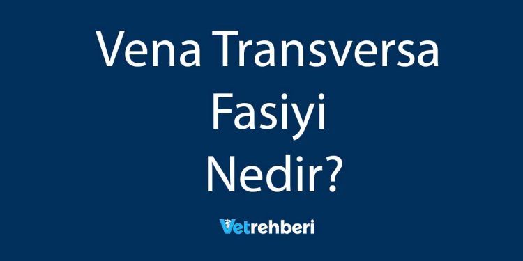 Vena Transversa Fasiyi Nedir?