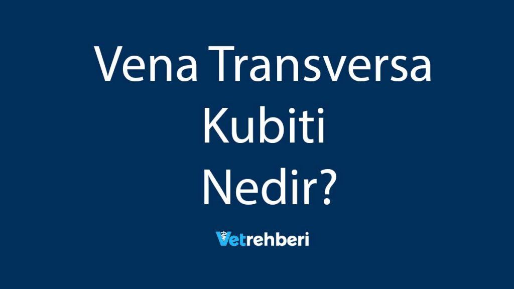 Vena Transversa Kubiti Nedir?