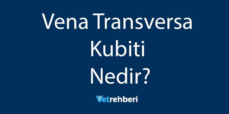 Vena Transversa Kubiti Nedir?