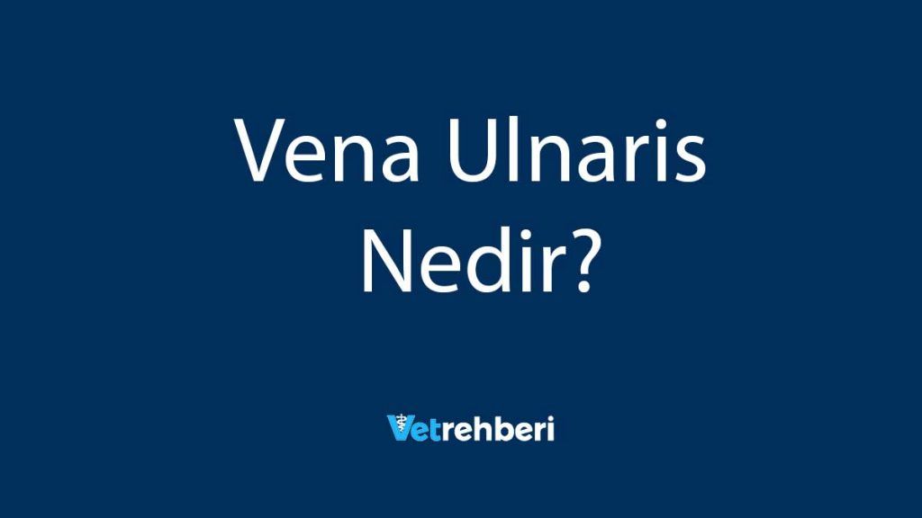 Vena Ulnaris Nedir?