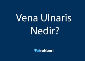 Vena Ulnaris Nedir?