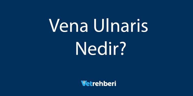 Vena Ulnaris Nedir?