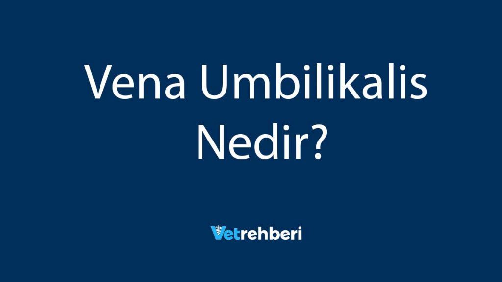 Vena Umbilikalis Nedir?