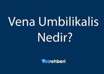 Vena Umbilikalis Nedir?