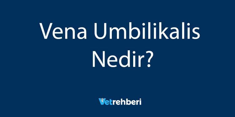 Vena Umbilikalis Nedir?