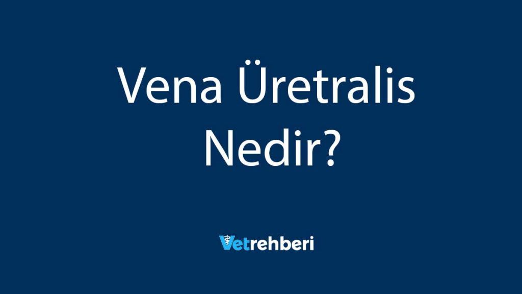 Vena Üretralis Nedir?