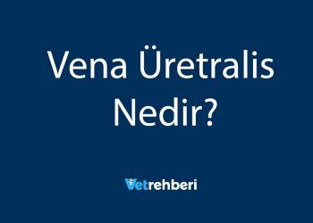 Vena Üretralis Nedir?