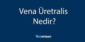 Vena Üretralis Nedir?